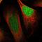 HP1 alpha antibody, HPA016699, Atlas Antibodies, Immunofluorescence image 