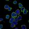 SLP-65 antibody, NBP2-14355, Novus Biologicals, Immunofluorescence image 