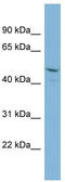 Peptidylprolyl Isomerase Like 2 antibody, TA334517, Origene, Western Blot image 