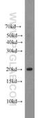 MPC2 antibody, 20049-1-AP, Proteintech Group, Western Blot image 