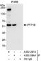 PTPN1 antibody, A302-297A, Bethyl Labs, Immunoprecipitation image 