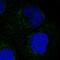  antibody, HPA028702, Atlas Antibodies, Immunocytochemistry image 