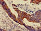Mitogen-activated protein kinase 3 antibody, LS-C317941, Lifespan Biosciences, Immunohistochemistry paraffin image 