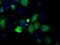 Profilin I antibody, TA501211, Origene, Immunofluorescence image 