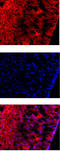 Reelin antibody, GTX18570, GeneTex, Immunohistochemistry paraffin image 
