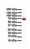 Ephrin A2 antibody, orb329885, Biorbyt, Western Blot image 
