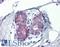 Forkhead box protein L1 antibody, LS-B3072, Lifespan Biosciences, Immunohistochemistry frozen image 