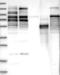 Erythrocyte Membrane Protein Band 4.1 antibody, NBP1-89371, Novus Biologicals, Western Blot image 