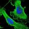 Centrosomal Protein 89 antibody, NBP1-90639, Novus Biologicals, Immunofluorescence image 