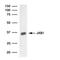 COP9 Signalosome Subunit 5 antibody, MA1-23248, Invitrogen Antibodies, Western Blot image 