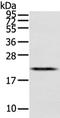 Mediator of RNA polymerase II transcription subunit 28 antibody, TA350535, Origene, Western Blot image 