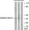 Olfactory Receptor Family 5 Subfamily M Member 1 antibody, TA316428, Origene, Western Blot image 