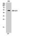 Mitogen-Activated Protein Kinase 8 antibody, STJ93804, St John