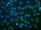 Ubiquitin-40S ribosomal protein S27a antibody, TA309841, Origene, Immunofluorescence image 