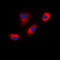 Disabled homolog 1 antibody, LS-C352109, Lifespan Biosciences, Immunofluorescence image 