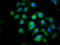 Cytoplasmic FMR1 Interacting Protein 1 antibody, LS-C680345, Lifespan Biosciences, Immunofluorescence image 