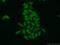Zinc Finger CCCH-Type Containing 11A antibody, 26081-1-AP, Proteintech Group, Immunofluorescence image 