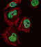 Cut Like Homeobox 1 antibody, LS-C167162, Lifespan Biosciences, Immunofluorescence image 
