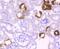 Klotho antibody, NBP2-75551, Novus Biologicals, Immunohistochemistry paraffin image 