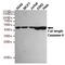 Caspase 9 antibody, TA346902, Origene, Western Blot image 