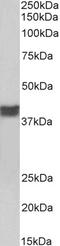 Zinc Finger And BTB Domain Containing 24 antibody, 43-185, ProSci, Enzyme Linked Immunosorbent Assay image 