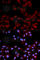 p38 antibody, AP0057, ABclonal Technology, Immunofluorescence image 