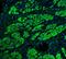 Transgelin antibody, A03962-2, Boster Biological Technology, Immunofluorescence image 