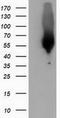 Calcium-binding and coiled-coil domain-containing protein 2 antibody, TA501990S, Origene, Western Blot image 