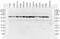 Calreticulin antibody, TA309300, Origene, Western Blot image 