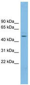 NFKB Activating Protein Like antibody, TA334923, Origene, Western Blot image 