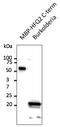 HFQ2 antibody, AB0108-200, Origene, Western Blot image 