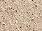 VPS16 Core Subunit Of CORVET And HOPS Complexes antibody, orb401084, Biorbyt, Immunohistochemistry paraffin image 
