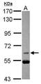 Cell Division Cycle 25B antibody, GTX113331, GeneTex, Western Blot image 