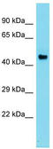 Arginine decarboxylase antibody, TA340228, Origene, Western Blot image 