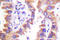 Calnexin antibody, LS-C176314, Lifespan Biosciences, Immunohistochemistry frozen image 