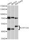 Cytochrome P450 Family 11 Subfamily A Member 1 antibody, A1713, ABclonal Technology, Western Blot image 