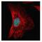 Serine And Arginine Rich Splicing Factor 1 antibody, NBP2-20324, Novus Biologicals, Immunofluorescence image 