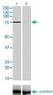 Zinc Finger Protein 281 antibody, H00023528-M01, Novus Biologicals, Western Blot image 