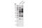 XGGX antibody, 27502S, Cell Signaling Technology, Western Blot image 