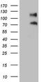 CD34 antibody, TA808886, Origene, Western Blot image 
