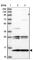 Ubiquinol-Cytochrome C Reductase Complex Assembly Factor 2 antibody, HPA039111, Atlas Antibodies, Western Blot image 