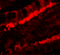 Kringle Containing Transmembrane Protein 1 antibody, 7261, ProSci, Immunofluorescence image 