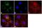 Proteasome 19S Subunit S2 antibody, PA1-964, Invitrogen Antibodies, Immunofluorescence image 