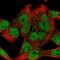 WASH Complex Subunit 4 antibody, NBP2-47409, Novus Biologicals, Immunofluorescence image 