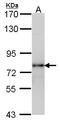 LHRHR antibody, LS-B9385, Lifespan Biosciences, Western Blot image 