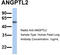 Angiopoietin Like 2 antibody, TA334430, Origene, Western Blot image 