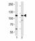 PR/SET Domain 16 antibody, F52795-0.4ML, NSJ Bioreagents, Western Blot image 