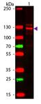 Collagen Type I Alpha 1 Chain antibody, GTX20292, GeneTex, Western Blot image 