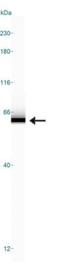 Y-Box Binding Protein 1 antibody, NBP1-97572, Novus Biologicals, Western Blot image 