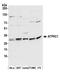 ATP Synthase F1 Subunit Gamma antibody, A305-068A, Bethyl Labs, Western Blot image 